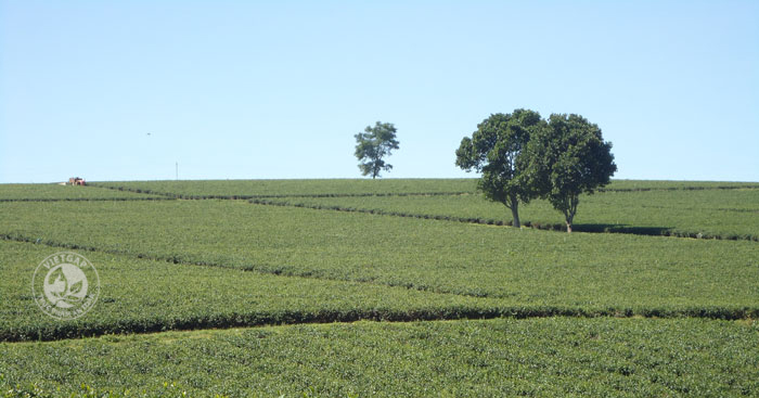 Vườn trà oolong hữu cơ