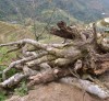 Muôn kế hại trà Việt