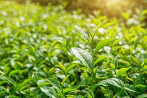 Sử dụng trà xanh thế nào để giảm cân hiệu quả?