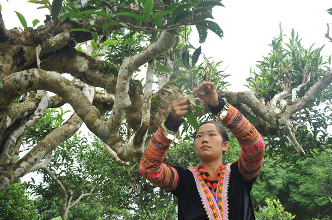 Người H’Mông hái trà shan cổ thụ ở Suối Giàng, Yên Bái