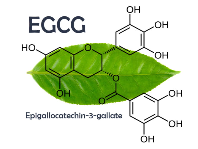 EGCG trong trà xanh có tác dụng kháng khuẩn, chống oxy hóa và chống viêm